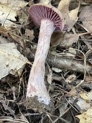 Laccaria ochropurpurea