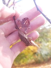 Callosamia promethea