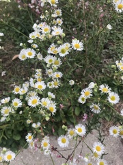 Erigeron annuus