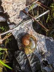 Helicarion cuvieri