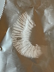 Laccaria ochropurpurea