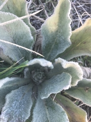 Verbascum thapsus