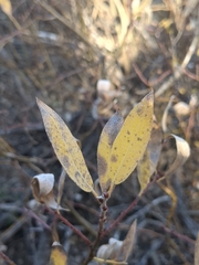 Salix eastwoodiae