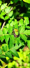 Poecilocoris lewisi