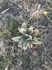 Verbascum thapsus
