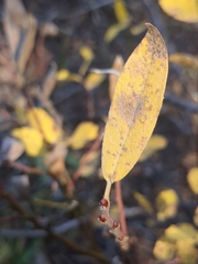Salix eastwoodiae