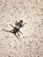 Apomecyna binubila binubila