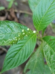 Gonzalagunia hirsuta