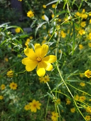 Bidens mitis