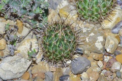 Ancistrocactus scheeri