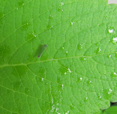 Versigonalia vermiculata