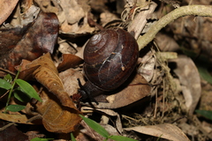 Sphaerospira fraseri