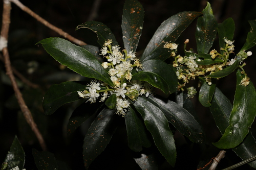 Symplocos harroldii (Symplocos harroldii)