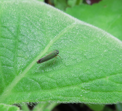 Versigonalia vermiculata