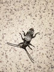 Apomecyna binubila binubila