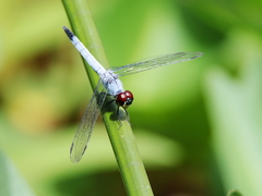 Brachydiplax denticauda