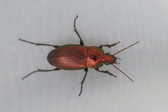 Poecilus versicolor