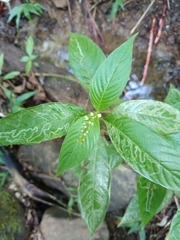 Gonzalagunia hirsuta