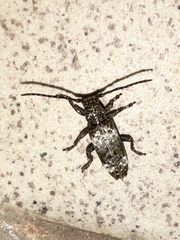 Apomecyna binubila binubila