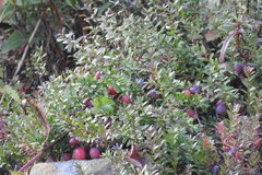 Vaccinium macrocarpon