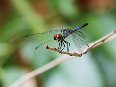 Brachydiplax denticauda