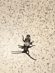 Apomecyna binubila binubila