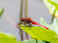 Rhodothemis lieftincki