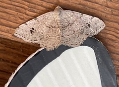 Frederickia nigricomma