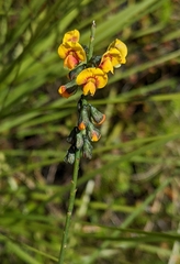 Sphaerolobium vimineum