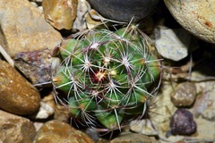 Thelocactus bicolor bicolor