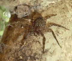 Siamspinops formosensis