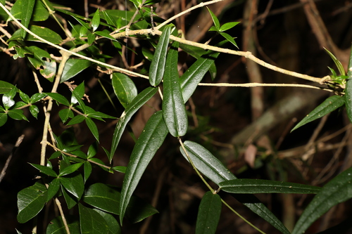Image of Parsonsia paulforsteri by (c) Greg Tasney, some rights reserved (CC BY-SA)