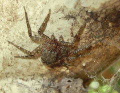 Siamspinops formosensis