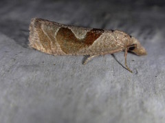 Pelochrista similiana