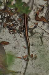 Squamata