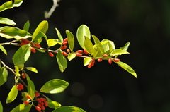 Erythroxylum