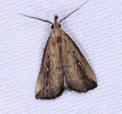 Macrochilo orciferalis