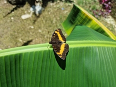 Lexias aeropa