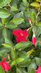 Apocynoideae