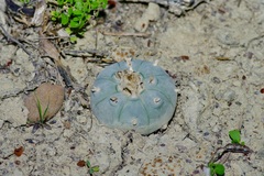 Lophophora williamsii