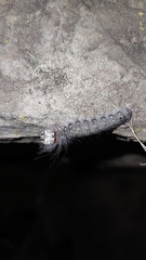 Acronicta