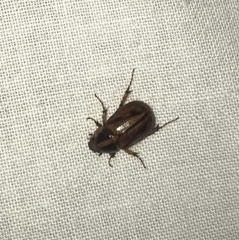 Scarabaeidae