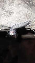 Acronicta