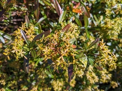 Hypericum densiflorum