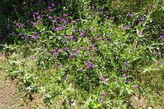 Verbena rigida
