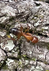 Camponotus snellingi