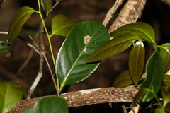 Diospyros fasciculosa