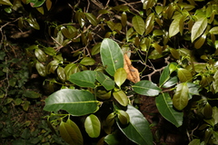 Diospyros fasciculosa