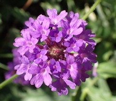Verbena rigida