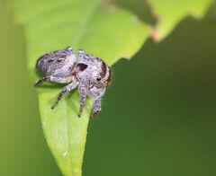 Eris militaris